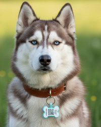 Hundemarke SOS "Knochen" Silikon Fluoreszierend Blau