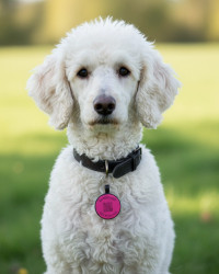 Hundemarke SOS "Knochen" Silikon Rot